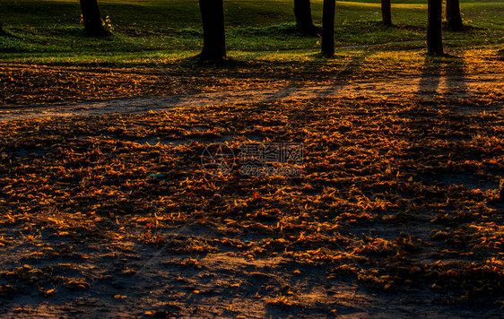 夕阳下地球上树木的落叶与树木的阴影图片