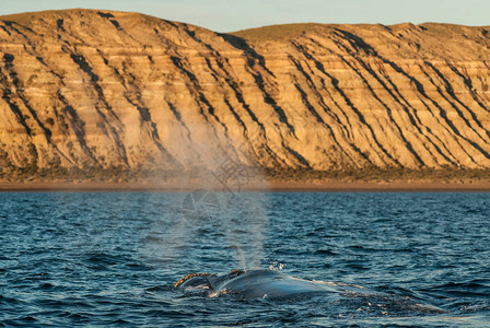 表面的观光右鲸濒危图片