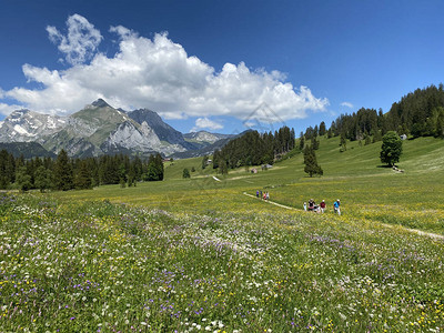 山脉斜坡和上托根堡地区的高山牧场和草原图片