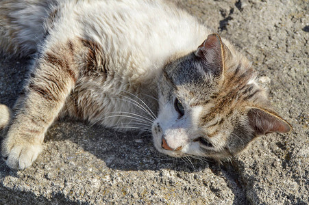 一只家猫躺在阳光下暖和起来图片