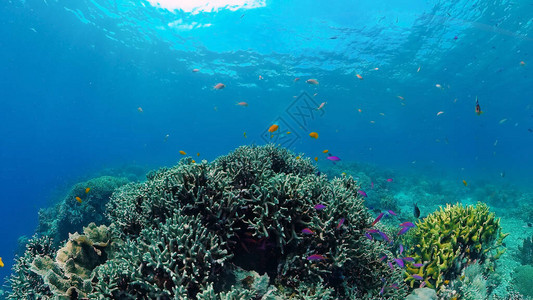热带珊瑚礁中美丽的水下多彩鱼类和珊瑚图片