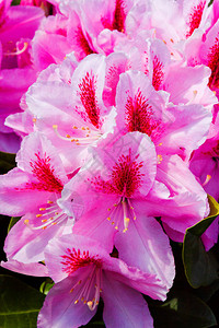 Rhododendendron和花园中的图片