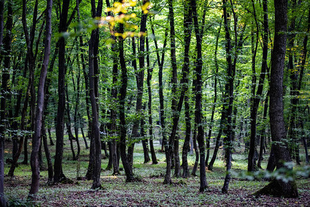 夏天的绿色森林背景图片