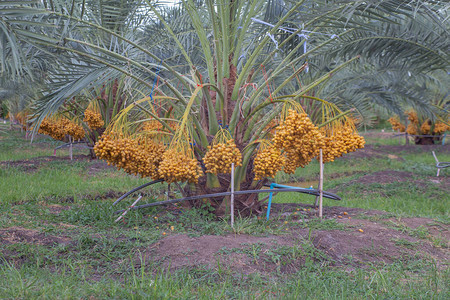 泰国农业经济椰枣树上的新季节日期种植棕榈图片