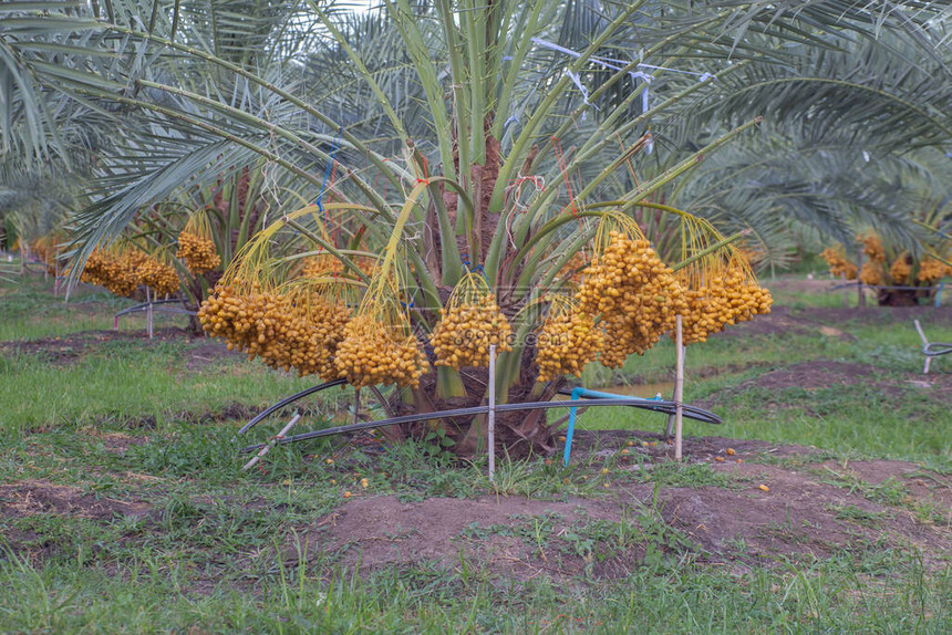 泰国农业经济椰枣树上的新季节日期种植棕榈图片