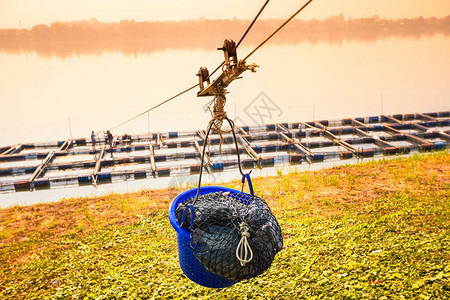 从养鱼笼中运输罗非鱼泰国天然河流养鱼用图片