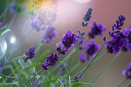 Lavandulaangustifolia盛开的美丽紫色植物真正的薰衣草散发出芳香图片