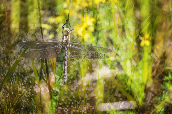 龙蝇Odonata在草坪上伸展翅膀背景是古老的镜头所创造图片