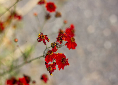 花园里的红花图片