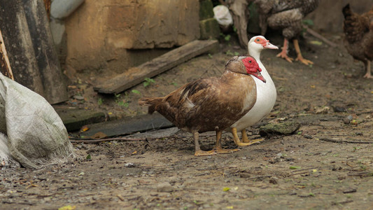家居白鸭和棕鸭公鸡在地上行走图片
