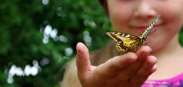 蝴蝶坐在一个孩子的手上有蝴蝶的孩子一个小女孩手上的燕尾蝴蝶图片