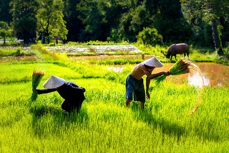 亚洲概念的生活方式农民在草地梯田上耕作农民从茉莉香米的幼苗上摇晃土壤图片