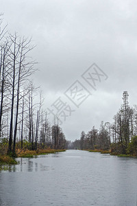 OkefenokeeNational野生物保护区图片