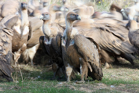 格里芬秃鹰Gypsfulvus与一群其他秃鹰在背后前景是一只大秃鹰图片