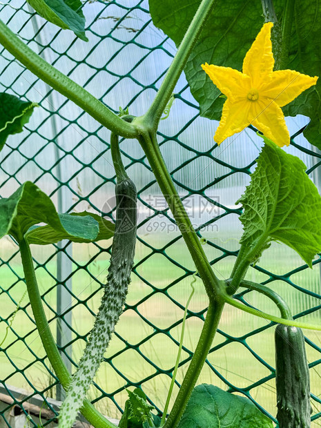 生长黄瓜的果子和花图片