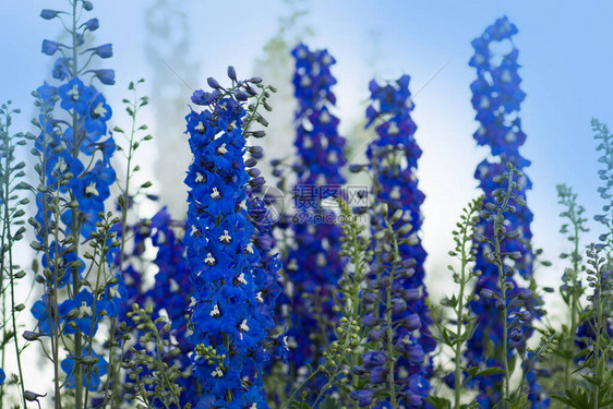 盛开的翠雀花夏日花园中的翠雀蓝花图片