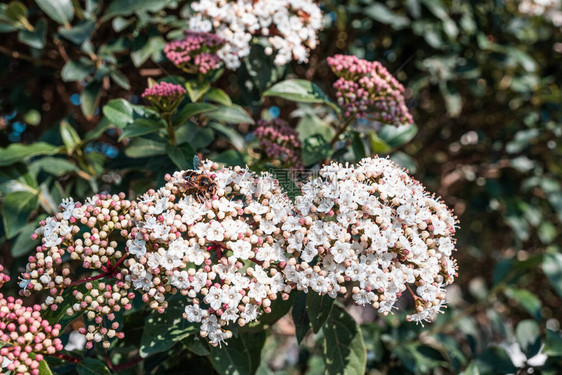 山楂的白花和芽蜜蜂在采蜜图片