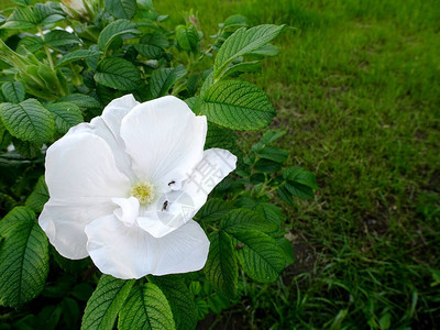 模糊绿色花叶背景的白色精致玫瑰花朵图片