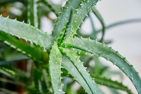 芦荟是一种流行的健康和美容药用植物图片