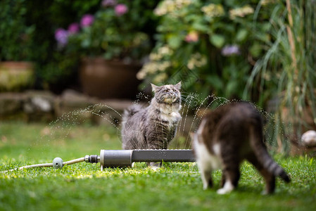 两只猫在看草坪喷水器花园的户外图片