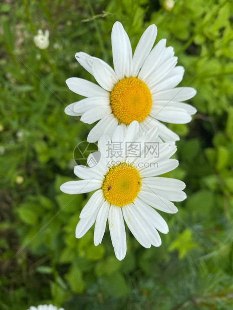 甘菊雏花野甘菊的夏天盛开图片