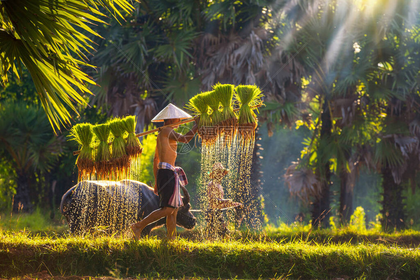 亚洲男子携带茉莉香米树苗在稻田里耕作父亲和儿子正在一起把大米运到一起东南亚人穿过稻高清图片下载-正版图片506646503-摄图网