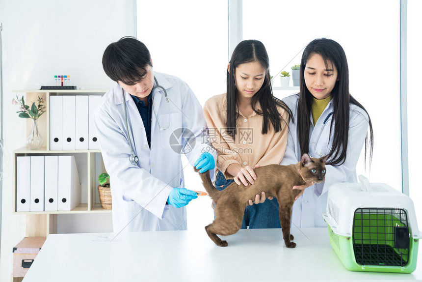 猫健康的兽医检查兽医正在图片
