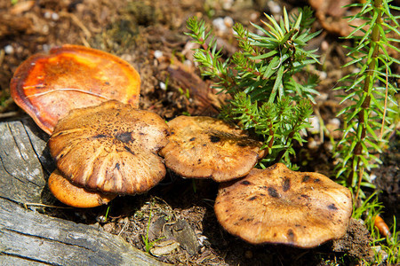 蘑菇森林场景图片