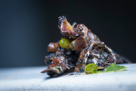 袋虫蛾幼虫的微距拍摄图片素材