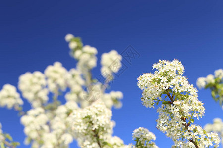 美丽的春天背景白樱花树的枝子在清蓝的天空背景图片