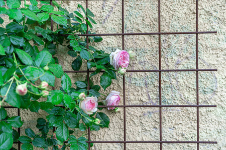 房子墙壁附近格子上的玫瑰图片