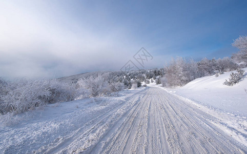寒冷的冬天早晨在山林里有雪覆盖的冷杉树StaraPlanina山壮丽的户外场景在保加利亚自然之美图片