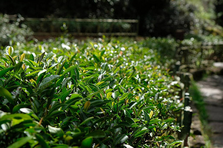在明亮的阳光下靠近茶树和绿茶叶模糊背景在图片