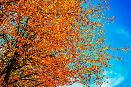 罗莎库托尔高海拔度假胜地的美丽云彩耀眼的阳光和秋叶图片