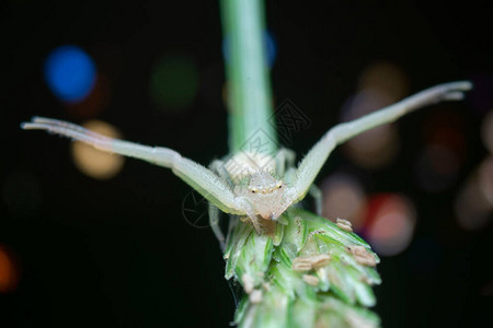 白蟹蜘蛛栖息在杂草茎上图片
