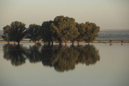 湖中的树木在水下扎根图片
