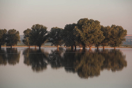 湖中的树木在水下扎根图片