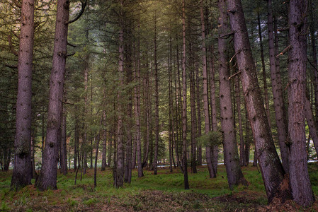 绿色山谷自然景观中的森林照片附上文字版图片