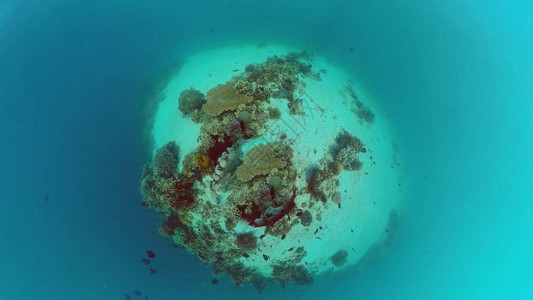 热带珊瑚礁和水下鱼类硬珊瑚和软珊瑚水下视频菲律图片