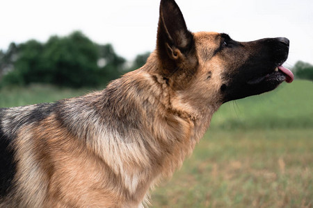 德国牧羊犬的肖像牧羊犬伸出舌头狗在大自然中散步黑色和红色德图片