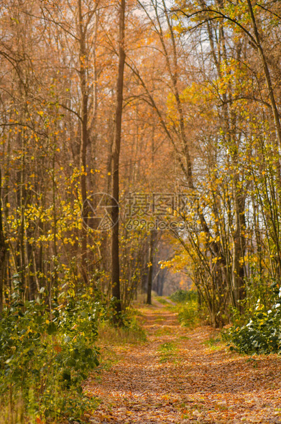 秋天走在森林里的老路与路在日落的秋天风景秋天的风景与五颜六图片