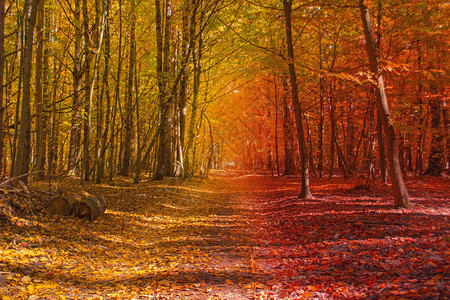 令人难以置信的秋季森林景观令人敬畏的阳光森林日出时美图片