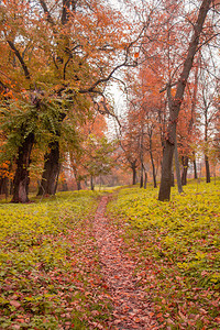秋天的森林神奇的秋天森林五颜六色的秋天人行道秋天的林道美丽的早晨在图片