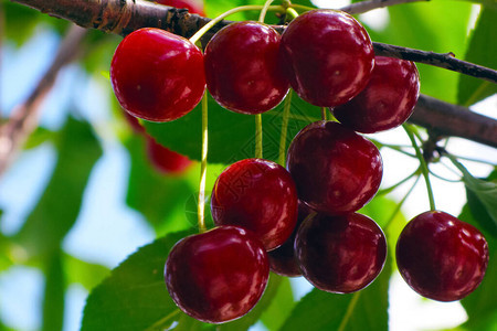 一棵树上的红色成熟樱桃的分支采摘浆果特写图片