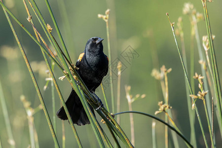 一只红翼黑鸟在爱达荷北部湿地的一条子上缠住背景图片