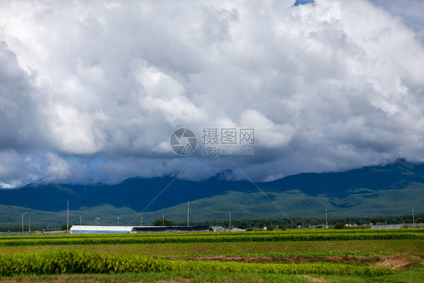 日本稻田里的水稻植物图片