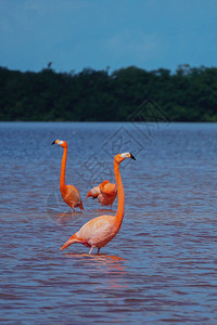 美洲火烈鸟Phoenicopterusruber在Celestun生物圈保护区图片