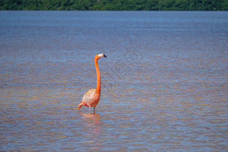 一只美洲火烈鸟Phoenicopterusruber涉水在Celestun生物圈保图片