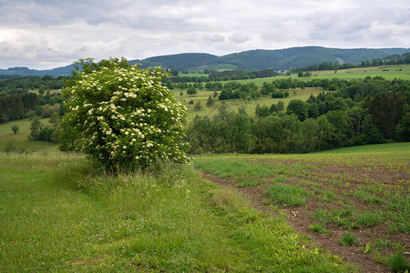 德国Sauerland地区Winterberg附近风图片