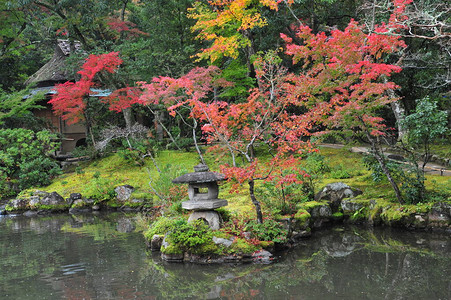 秋季日本花园的壮丽景色游泳池周围美丽的枫树和大石头日本秋天的梦幻般的旅游目的地秋季户外图片